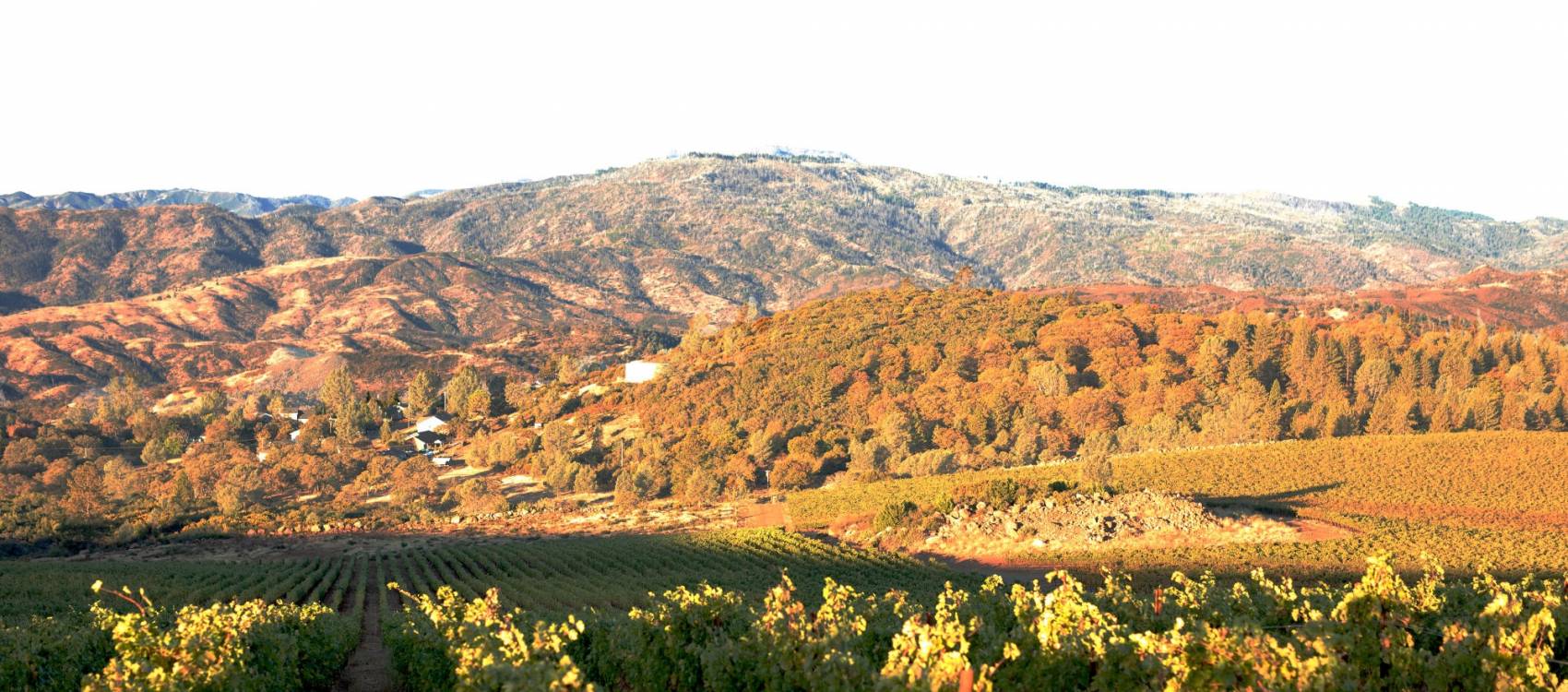 Homepage Hero 1 Wild Diamonds Vinyard