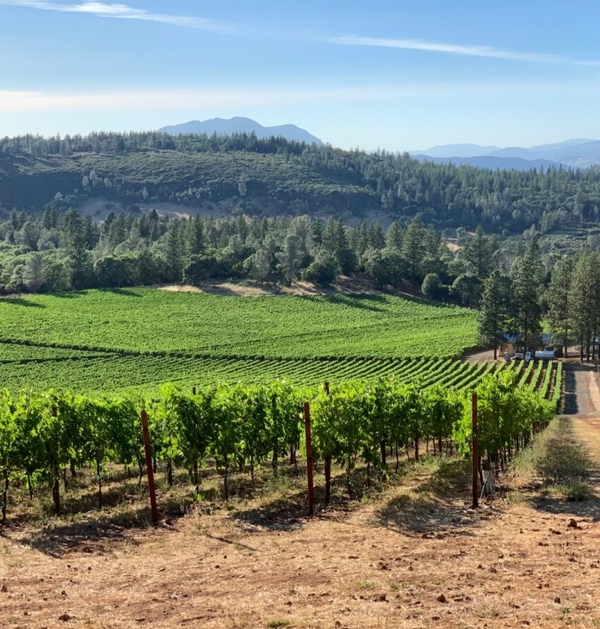 Wild Diamond Vineyards 8