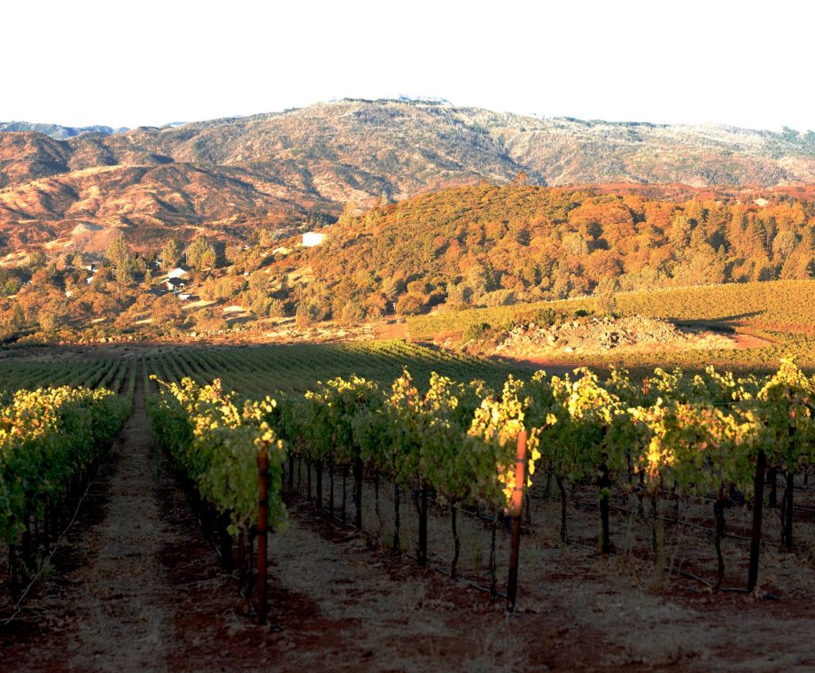 Homepage Hero 1 Wild Diamonds Vinyard