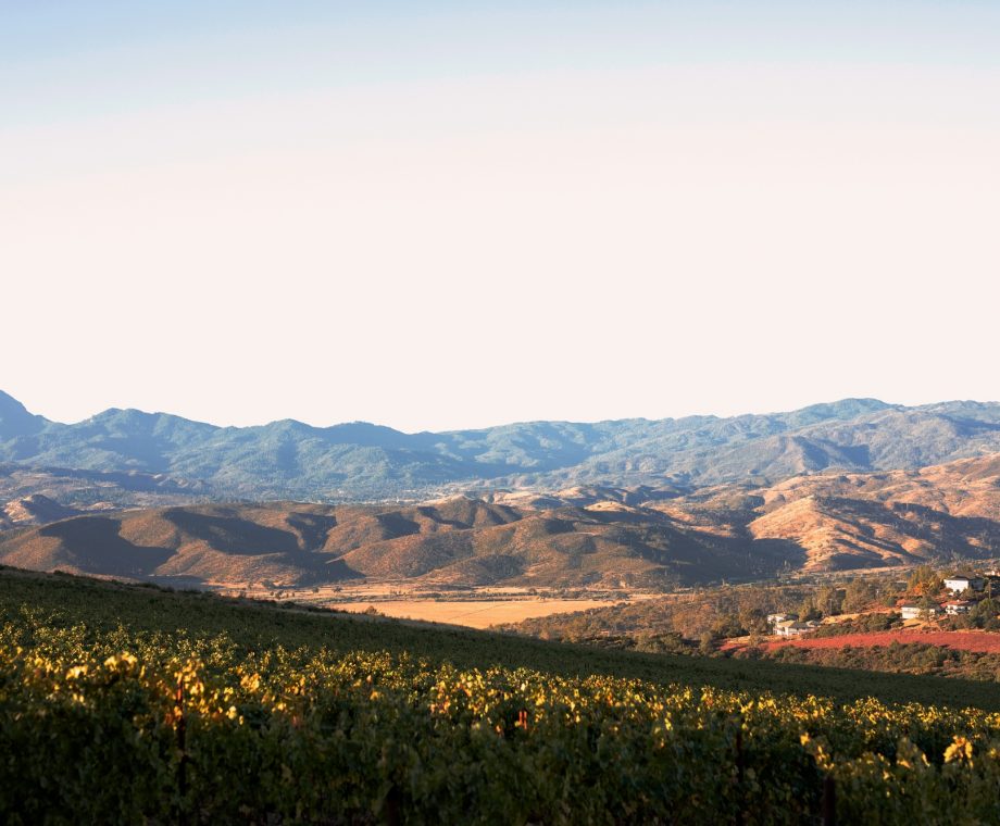 Quinones D Wild Diamond 76081 Edited